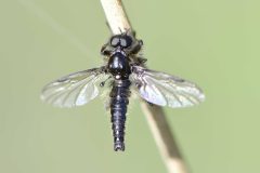 Bibio sp., NT Clumber Park (19/4/26)