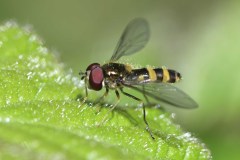 Meliscaeva cinctella, NT Clumber Park (19/4/26). 