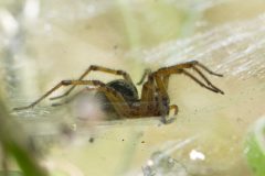 Labyrinth Spider - Agelena labyrinthica, Danes Hill NR, July 13