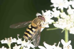 Hoverfly - Syrphus sp., Danes Hill NR, July 13