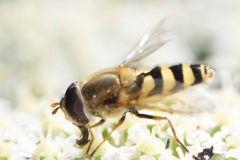 Hoverfly - Syrphus vitripennis / ribesii , Danes Hill NR, July 13