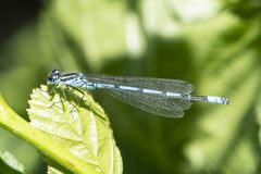Azure Damselfly - Coenagrion puella, Danes Hill NR, July 13
