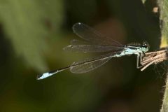 Blue-tailed Damselfly - Ischnura elegans, Danes Hill NR, July 13