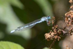Common Blue Damselfly - Enallagma cyathigerum, Danes Hill NR, July 13