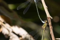 Emerald Damselfly - Lestes sponsa, Danes Hill NR, July 13