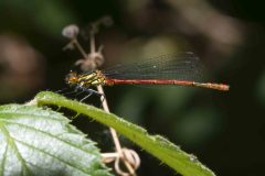 Large Red Damselfly - Pyrrhosoma nymphula, Danes Hill NR, July 13