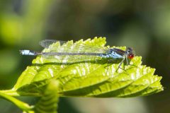Small Red-eyed Damselfly - Erythromma vieidulum, Danes Hill NR, July 13