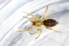 Clubiona sp., Dinnington Community Woodland. 