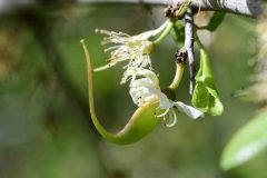 Taphrina pruni on Blackthorn. Dinnington Community Woodland.