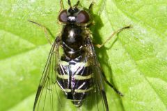 Dasysyrphus venustus, Brook Walk, Dinnington Community Woodland.