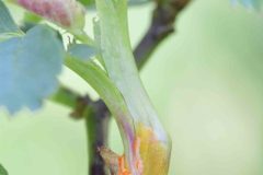 Rust Fungus on Rose - Phragmidium sp., Brook Walk, Dinnington Community Woodland.