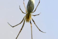 Tetragnatha extensa, Brook Walk, Dinnington Community Woodland.