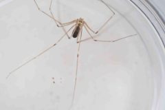 Pholcus phalangioides (Daddy Long-legs Spider)