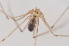 Pholcus phalangioides (Daddy Long-legs Spider).