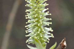Goat Willow Catkin - Salix caprea (f), Hatfield Moor.