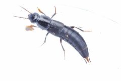 Rove Beetle - Tasgius sp., Hatfield Moor.