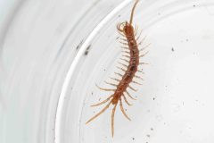 Brown Centipede - Lithobius forficatus, Hatfield Moor.