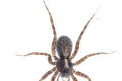 Spider - Lycosidae sp., Hatfield Moor.
