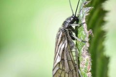 Alderfly - Sialis lutaria, Langold Lake CP. 