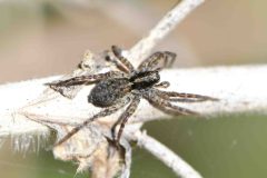 Paradosa sp., Langold Lake CP. 