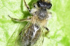 Furrow Bee (Halictidae), Langold Lake CP.
