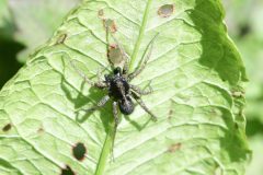 Paradosa sp., Langold Lake CP. 