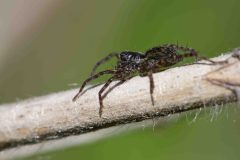 Paradosa sp., Langold Lake CP. © Les Coe