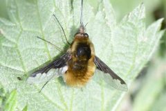 Bee Fly - Bombylius major, Long Thwaite Wood.