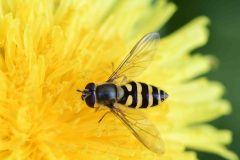 Eupeodes latifasciatus , Long Thwaite Wood.