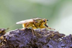 Yellow Dung Fly - Scathophaga stercoraria , Long Thwaite Wood. 