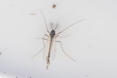 Mosquito, Potteric Carr