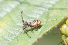 Dock Bug - Coreus marginatus (early instar), Potteric Carr