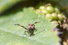 Dock Bug - Coreus marginatus (early instar), Potteric Carr