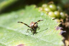 Dock Bug - Coreus marginatus (early instar), Potteric Carr