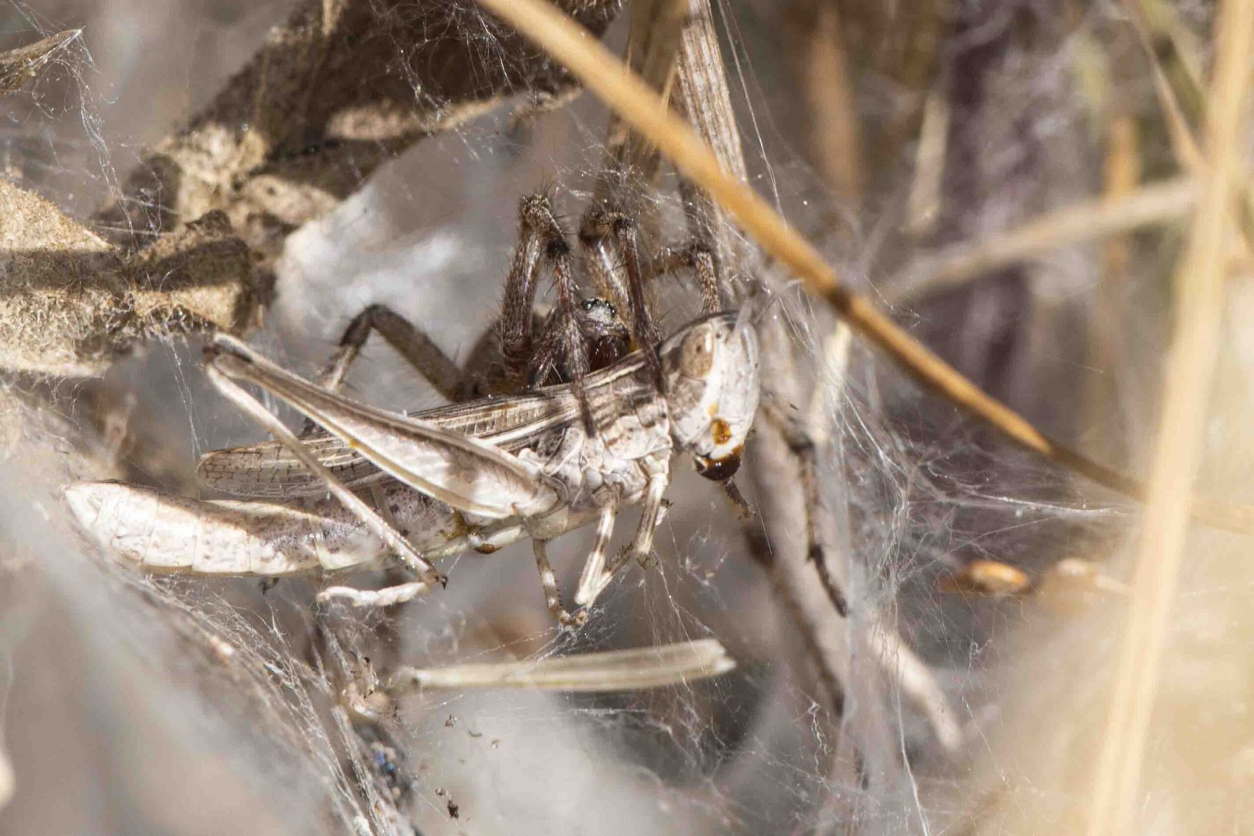 Angelena labyrinthica with grasshopper grey, Potteric Carr