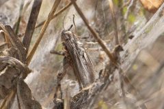 Angelena labyrinthica with grasshopper prey, Potteric Carr