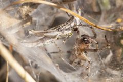 Angelena labyrinthica with grasshopper grey, Potteric Carr