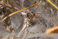 Angelena labyrinthica with grasshopper grey, Potteric Carr