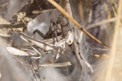 Angelena labyrinthica with grasshopper grey, Potteric Carr