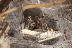 Angelena labyrinthica with grasshopper grey, Potteric Carr