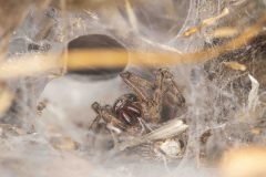 Angelena labyrinthica with grasshopper grey, Potteric Carr