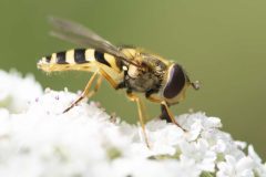 Hoverfly - Syrphus ribesii, Potteric Carr, July 11