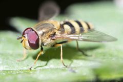 Hoverfly - Syrphus sp. , Potteric Carr, July 11