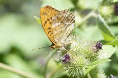 Silver-washed Fritillary - Argynnis paphia, Potteric Carr, July 11 