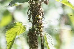 Common Hawker - Aeshna juncea, Potteric Carr, July 11