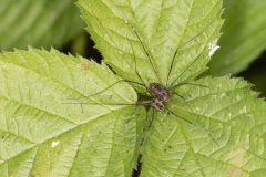 Harvestman - Leiobunum rotundum. Potteric Carr, July 14 