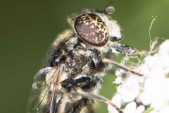Hoverfly - Eristaninus sepulchralis. Potteric Carr, July 14 