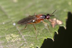 Loxocera albiseta. Potteric Carr, July 14