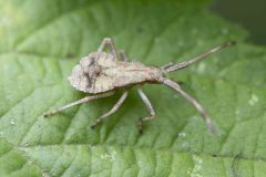 Dock Bug - Coreus marginatus. Potteric Carr, July 14