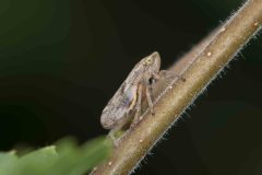 Meadow Froghopper - Philaenus spumarius. Potteric Carr, July 14 